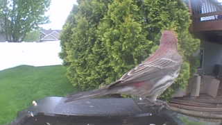house finch