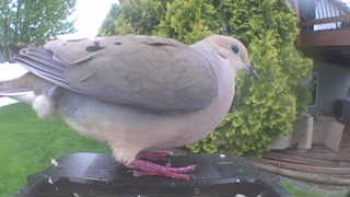 mourning dove