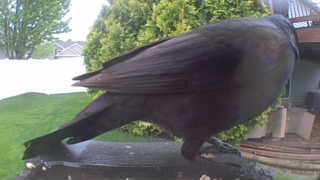 american crow