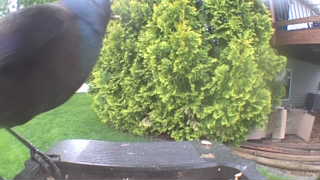 common grackle