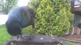 common grackle