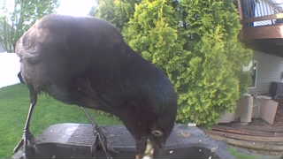 common grackle
