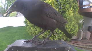 common grackle