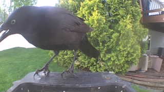 common grackle