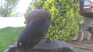 common grackle