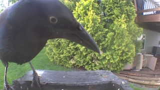 common grackle