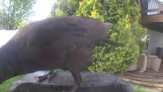 american crow