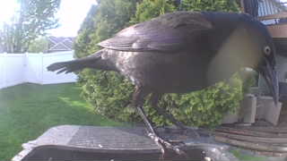 common grackle