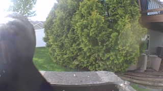 red-winged blackbird