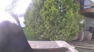 Unidentified clip
