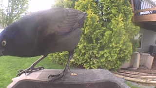 common grackle