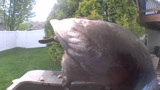 mallard