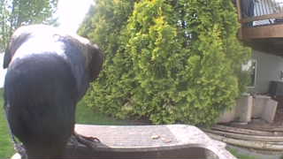 american crow