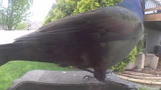 common grackle