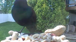 common grackle