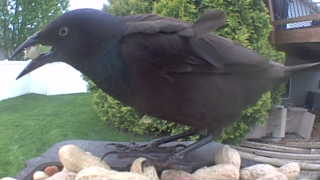 common grackle