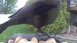 common grackle