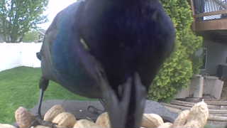 common grackle