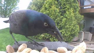 common grackle
