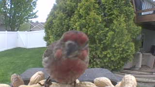 house finch