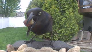 common grackle