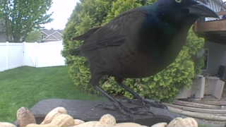 common grackle