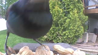 common grackle