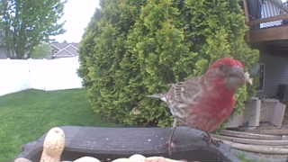 house finch