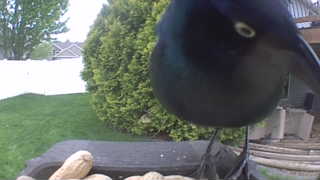 common grackle