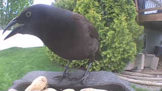 common grackle