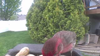 house finch