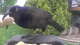 common grackle