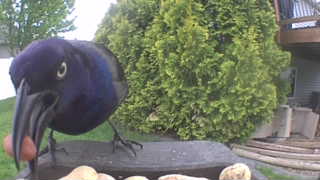common grackle