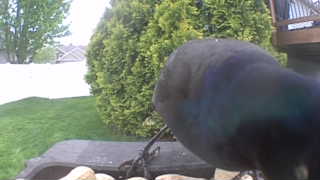 common grackle