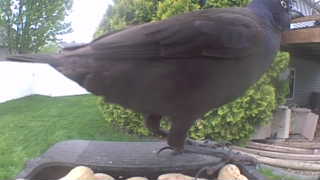 common grackle