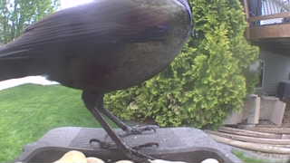 common grackle