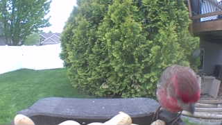 house finch