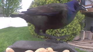 common grackle