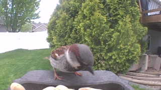 house sparrow