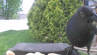rock pigeon