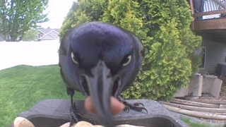 common grackle