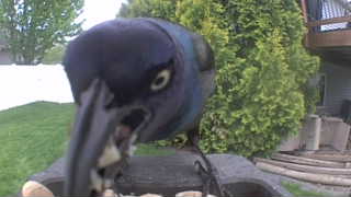 common grackle