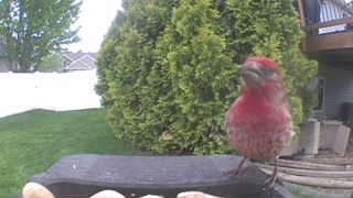 purple finch