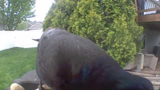 american crow