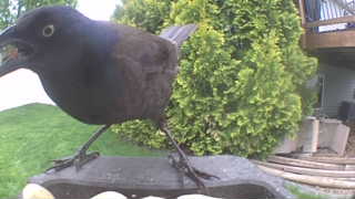 common grackle