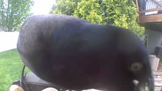 common grackle