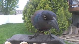 common grackle