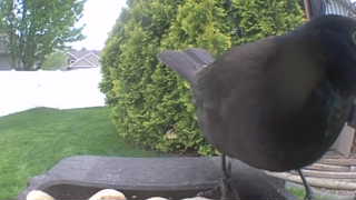 american robin