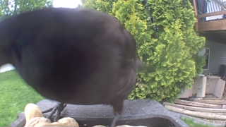 american crow