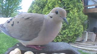 mourning dove